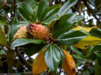 Fruchtstand an Amerikanischem Magnolienbaum - Faial